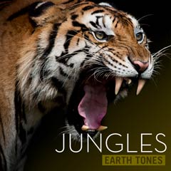 Album art for JUNGLES.