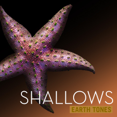 Album art for SHALLOWS.