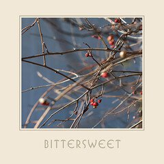 Album art for the ELECTRONICA album Bittersweet