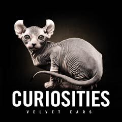 Album art for CURIOSITIES.