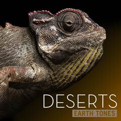 Album art for DESERTS.