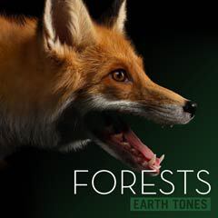 Album art for FORESTS.