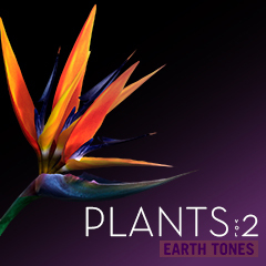 Album art for PLANTS VOL 2.