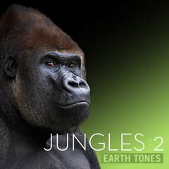 Album art for JUNGLES VOL 2.