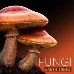 Album art for the SCORE item FUNGI.